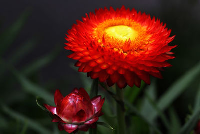 Close-up of red flower blooming outdoors