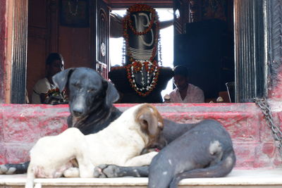 Dogs sitting in kitchen