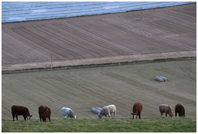 Horses grazing in a field