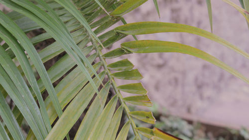 Close-up of fresh green plant