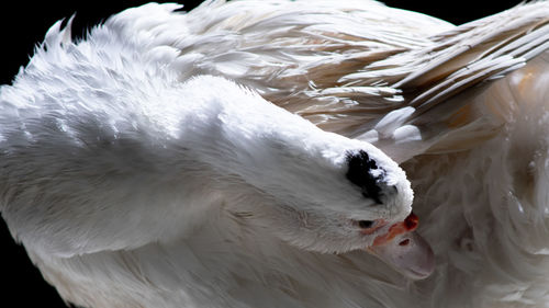 Close-up of white duck