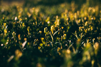 Close-up of yellow flowering plants on field