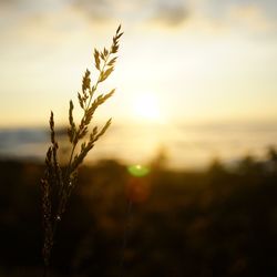 Close-up of crops against sky at sunset