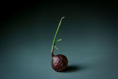 Close-up of fruit against black background