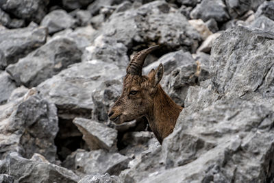 View of deer on rock