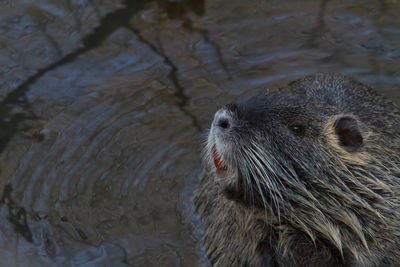 High angle view of an animal in water