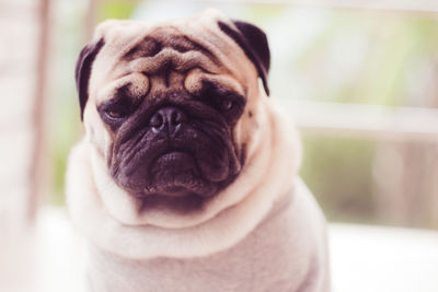 Close-up portrait of dog