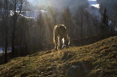 Horse grazing in a field