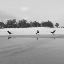 Birds perching at beach against sky