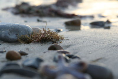 Surface level of pebble on the beach
