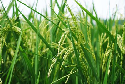 Close-up of wheat growing on field