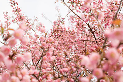 Close-up of pink cherry blossoms in spring