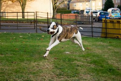 Full length of a dog running on field