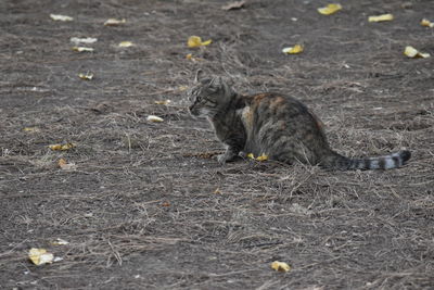 High angle view of squirrel on field