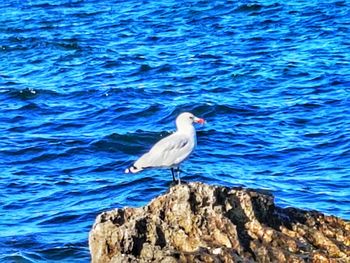 Seagull perching on rock