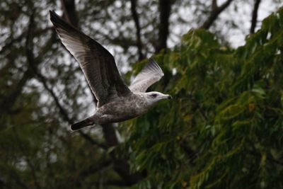 Low angle view of a bird flying