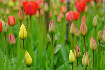 Close-up of tulips in field