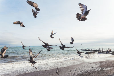 Flock of pigeons on sea embankment. flying birds upon rocky beach. yalta, crimea.