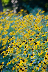 Close-up of yellow flowers on tree