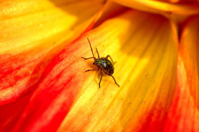 Close-up of insect on flower