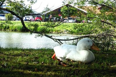 Swan in a lake