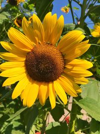 Close-up of yellow flower