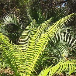 Low angle view of palm trees