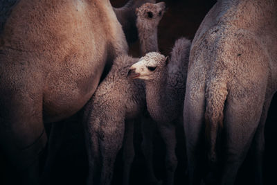 Close-up of mammals standing on field