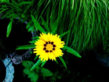 Close-up of yellow flower blooming outdoors