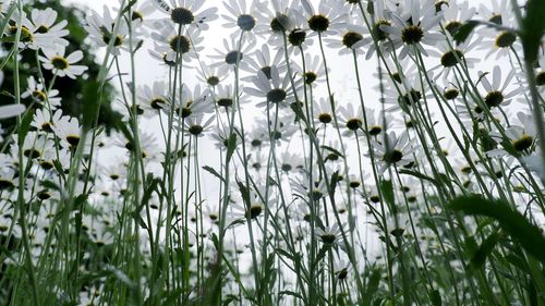 Close-up of white flowering plants on field