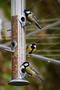 Great tits on bird feeder