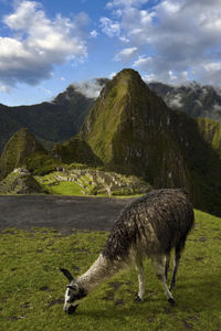 Horse standing on mountain