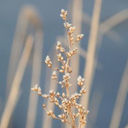 Close-up of white flowers blooming on tree