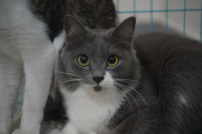 Close-up portrait of cat