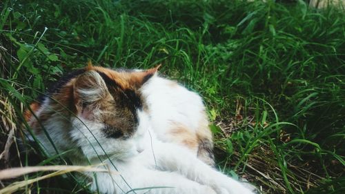 Close-up of cat on grass