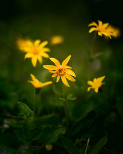 Close-up of yellow flowering plant