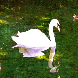 White swan on lakeshore