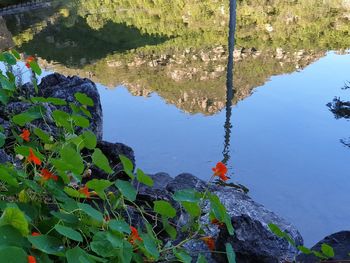 Reflection of trees and rocks in lake