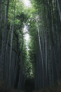 View of trees in forest