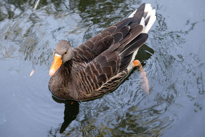 Duck swimming in the lake, maksimir, zagreb, croatia