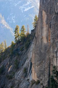 Scenic view of rocky mountains growing trees in yosemite national park. 