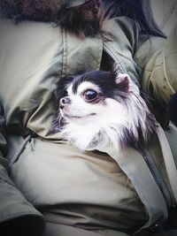 Portrait of dog relaxing on bed