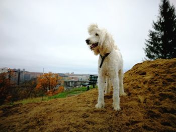 Close-up of dog against sky