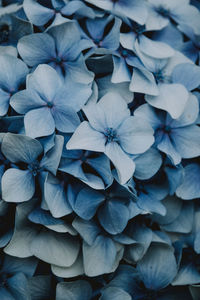 Full frame shot of blue hydrangea