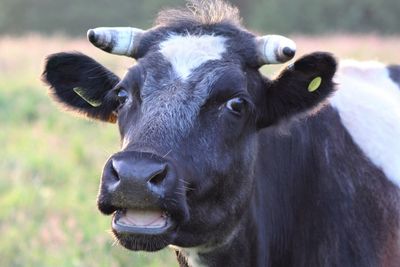 Close-up portrait of cow
