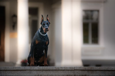 Portrait of dog standing against wall