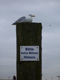 Low angle view of seagull perching on sign against sky