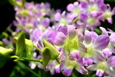 Close-up of pink flowering plants