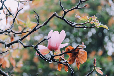 Close-up of fresh flowers blooming on tree