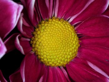 Macro shot of yellow flower
